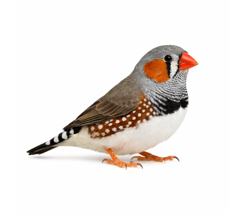 Timor zebra finke - Taeniopygia guttata