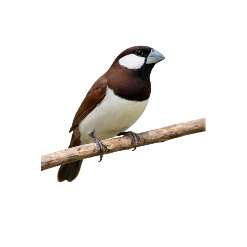 Timor zebra finke - Lonchura fuscata