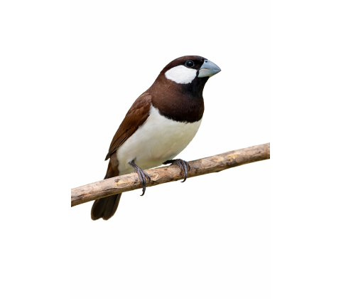 Timor zebra finke - Lonchura fuscata