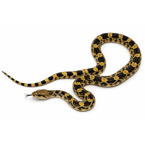 Tyresnog - Pituophis catenifer catenifer