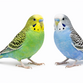 Undulat - Melopsittacus undulatus