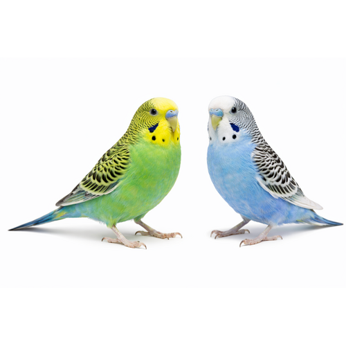 Undulat - Melopsittacus undulatus