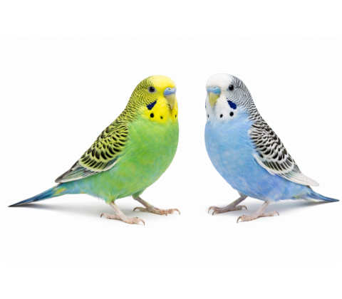 Undulat - Melopsittacus undulatus