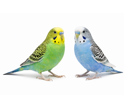 Undulat - Melopsittacus undulatus