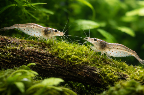 Amano rejer Amano rejer