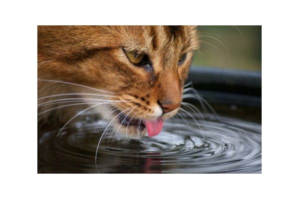 motivet Nægte kubiske Vil din kat ikke drikke? For lidt væske kan give nyreproblemer