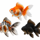 Ryukin slørhaler - Carassius auratus "Ryukin"