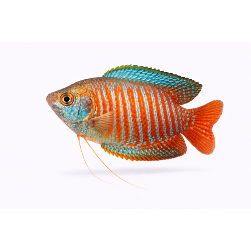 alm. Dværg Gurami - Trichogaster lalius / Colisa lalia