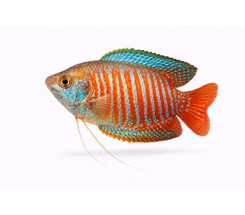 Dværg Gurami - Trichogaster lalius / Colisa lalia