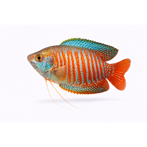 Dværg Gurami - Trichogaster lalius / Colisa lalia