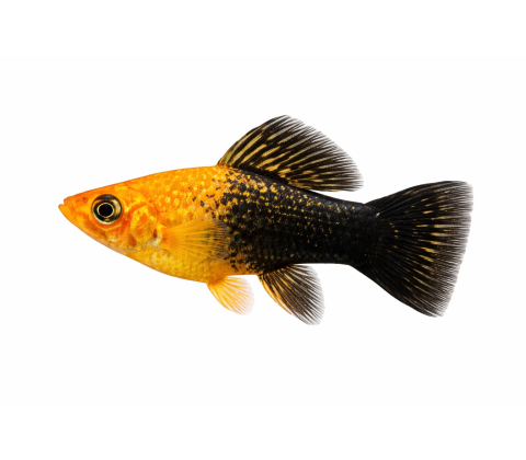 Regnbue Sphenops Molly  - Poecilia sphenops