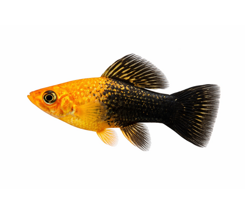 Regnbue Sphenops Molly  - Poecilia sphenops