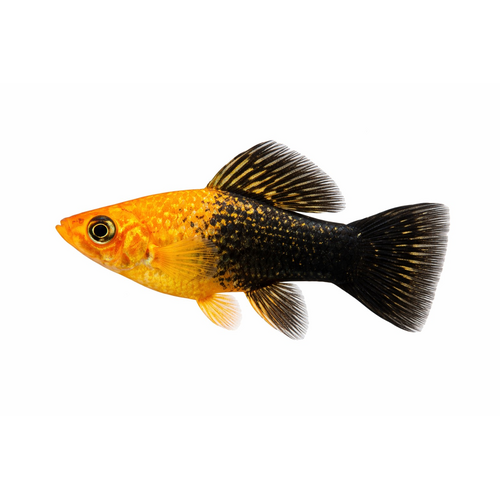 Regnbue Sphenops Molly  - Poecilia sphenops