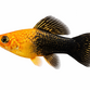 Regnbue Sphenops Molly  - Poecilia sphenops
