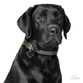 Sort labrador