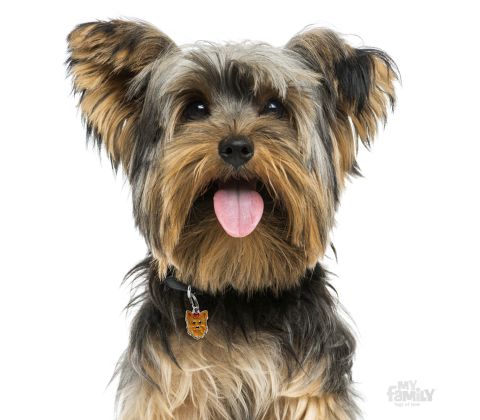 Yorkshire terrier