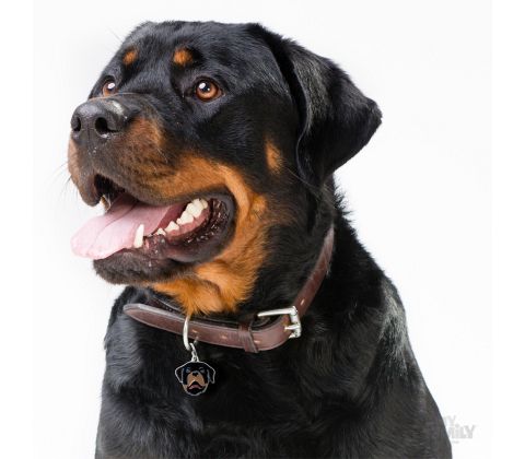 Rottweiler  