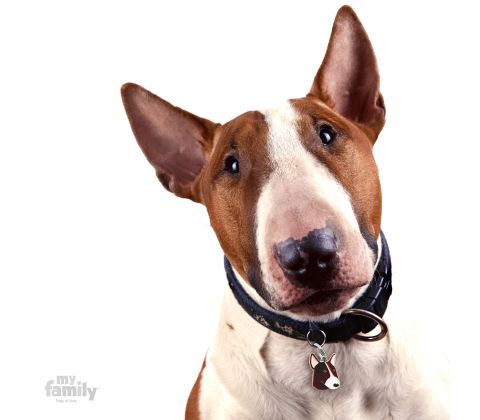 Hvid/Brun Bull Terrier