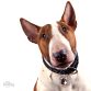 Hvid/Brun Bull Terrier