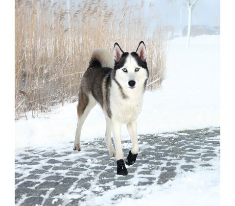 Walker Active hundestøvler