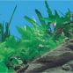 3D baggrund til akvarie