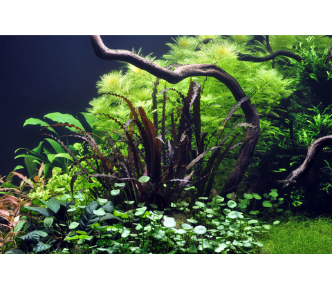 Akvarie Planter