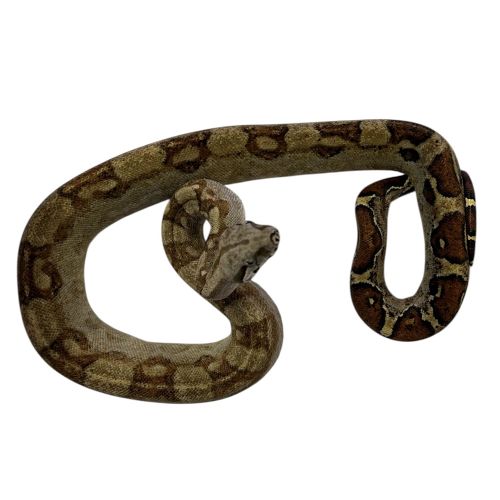 Kongeboa - Boa constrictor imperator
