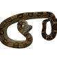 Kongeboa - Boa constrictor imperator