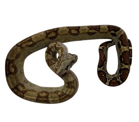 Kongeboa - Boa constrictor imperator