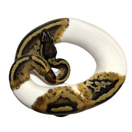 Kongepython - Python regius "Piebald"