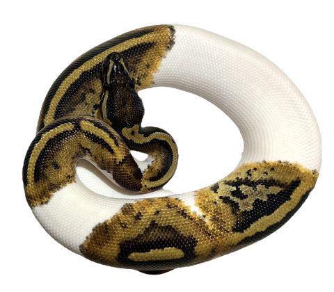 Kongepython - Python regius "Piebald"