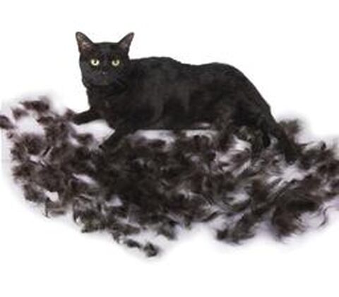 FURminator til kat