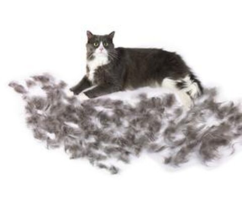 FURminator til kat