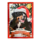 Treat time julekalender hund