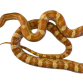 Kornsnog - Pantherophis guttatus "Amel het scaleless"