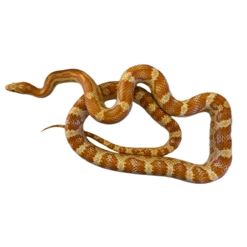 Kornsnog - Pantherophis guttatus "Amel het scaleless"
