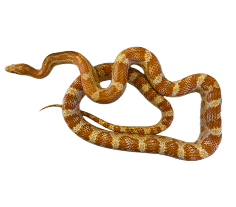 Kornsnog - Pantherophis guttatus "Amel het scaleless"