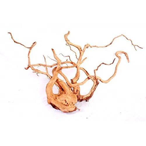 Desert Root M (30-43 cm.) 