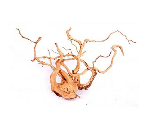 Desert Root M (30-43 cm.) 
