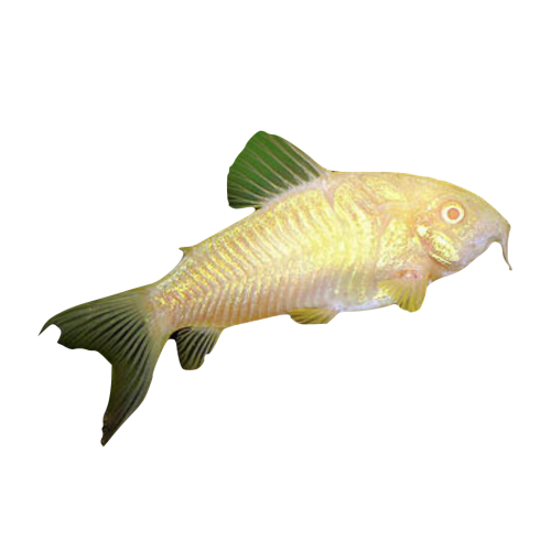 Albino Pansermalle - Corydoras aeneus “Albino”