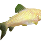 Albino Pansermalle - Corydoras aeneus “Albino”