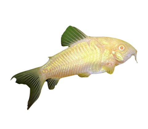 Albino Pansermalle - Corydoras aeneus “Albino”