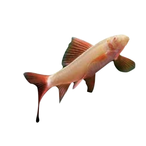 Albino Rainbow Shark/ Guld Haj - Epalzeorhynchos frenatum “Albino”