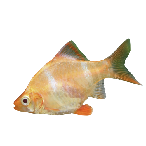 Albino Tiger Barbe - Puntigrus tetrazona “Albino” /Puntius tetrazona