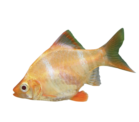 Albino Tiger Barbe - Puntigrus tetrazona “Albino” /Puntius tetrazona