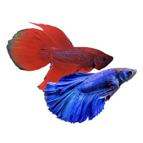 Special Kampfisk HAN - Betta splendens