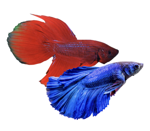Special Kampfisk HAN - Betta splendens