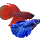 Special Kampfisk HAN - Betta splendens