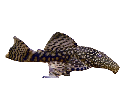 Ancistrus Maller - Ancistrus spp.