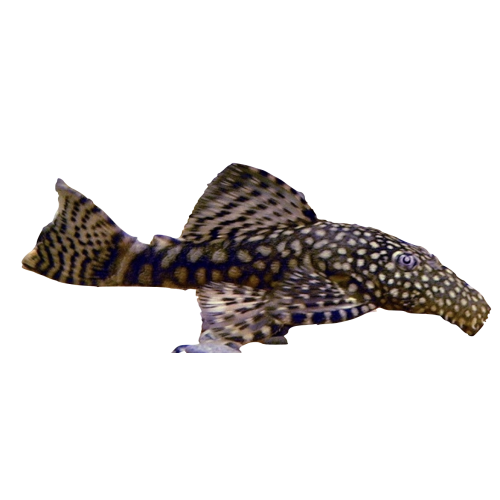 Ancistrus Maller - Ancistrus spp.